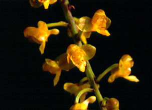 เอื้องพวงองุ่น Robiquetia succisa (Lindl.) Seidenf. & Garay<br/>ORCHIDACEAE