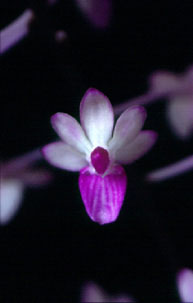 เอื้องหนวดพราหมณ์ Seidenfadenia mitrata (Rchb.f.) Garay<br/>ORCHIDACEAE