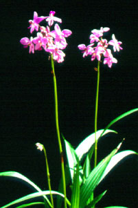 เอื้องดินใบหมาก Spathoglottis plicata Blume<br/>ORCHIDACEAE