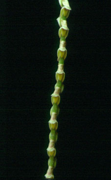 เอื้องตาเข็ม Sunipia scariosa Lindl.<br/>ORCHIDACEAE