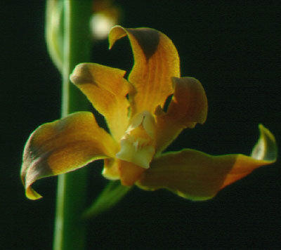 เอื้องสีลา Tainia viridifusca (Hook.) Benth. & Hook.f.<br/>ORCHIDACEAE