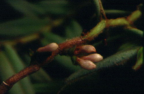 ตรียัมปวาย Trichotosia pulvinata (Lindl.) Krzl.<br/>ORCHIDACEAE