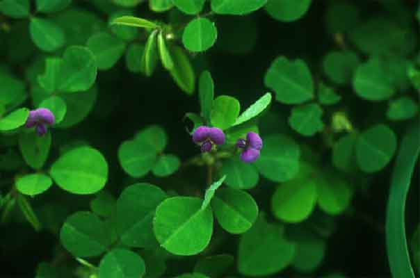 หญ้าเกล็ดหอย Desmodium triflorum (L.)DC.<br/>FABACEAE (LEGUMINOSAE-PAPILIONOIDEAE)