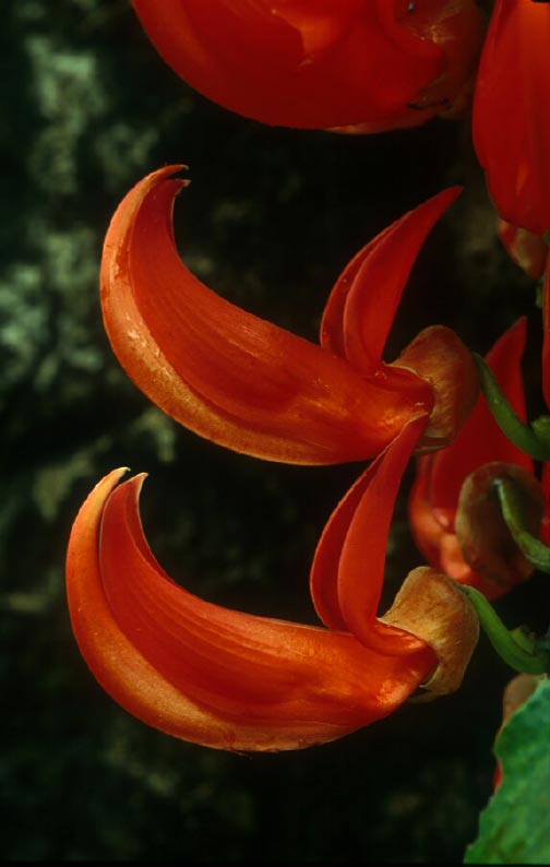 พวงโกเมน Mucuna warburgii Lauterb. & K. Schum.<br/>FABACEAE (LEGUMINOSAE-PAPILIONOIDEAE)