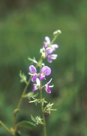 ลูกพรวนหมา Pycnospora lutescens (Poir.)Schindl.<br/>FABACEAE (LEGUMINOSAE-PAPILIONOIDEAE)