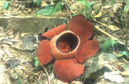 บัวผุด Rafflesia kerrii Meijer<br/>RAFFLESIACEAE