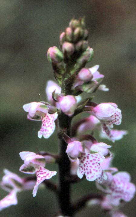 เอื้องศรีอาคะเนย์ Sirindhornia monophylla (Collett & Hemsl.) H.A. Pedersen & P. Suksathan<br/>ORCHIDACEAE