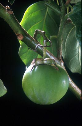 มะเขือต้น Solanum wrightii Benth<br/>SOLANACEAE