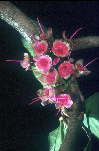 ชมพู่ม่าเหมี่ยว Syzygium malaccense (L.) Merr. & L.M. Perry<br/>MYRTACEAE