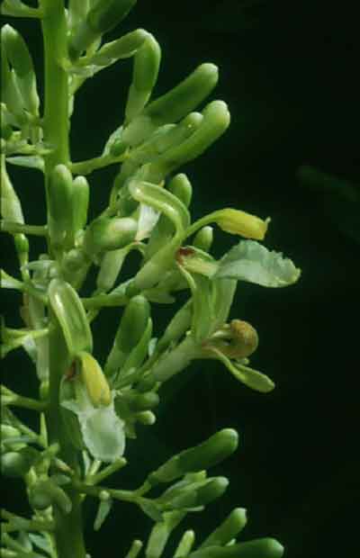 ข่า Alpinia galanga (L.) Willd.<br/>ZINGIBERACEAE