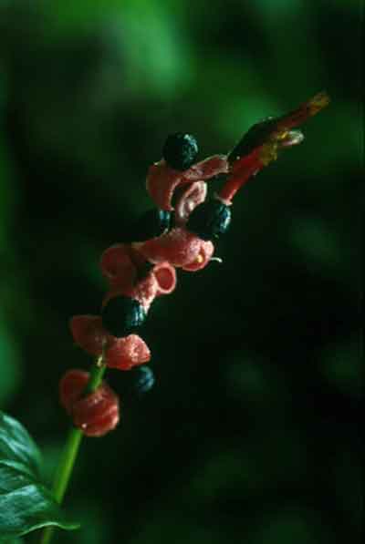 สางเขียว Cautleya gracilis(Smith)Dandy<br/>ZINGIBERACEAE
