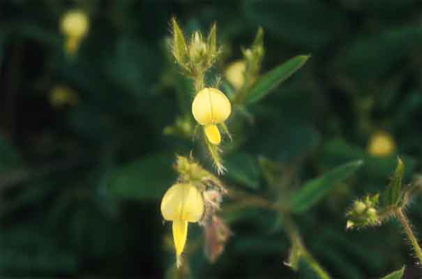 ตานฟัก Crotalaria ferruginea Graham ex Benth.<br/>FABACEAE (LEGUMINOSAE-PAPILIONOIDEAE)