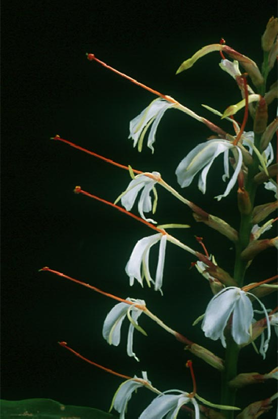 ตาเหิน Hedychium villosum Wall.<br/>ZINGIBERACEAE