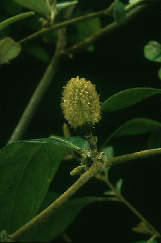 ขี้ตุ่น Helicteres angustifolia L.<br/>STERCULIACEAE