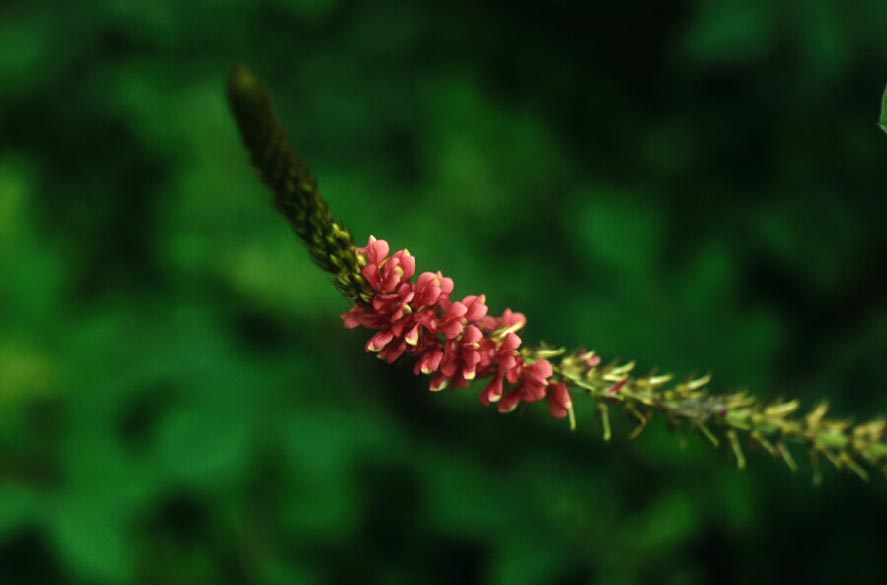 ครามขน Indigofera hirsuta L.<br/>FABACEAE (LEGUMINOSAE-PAPILIONOIDEAE)