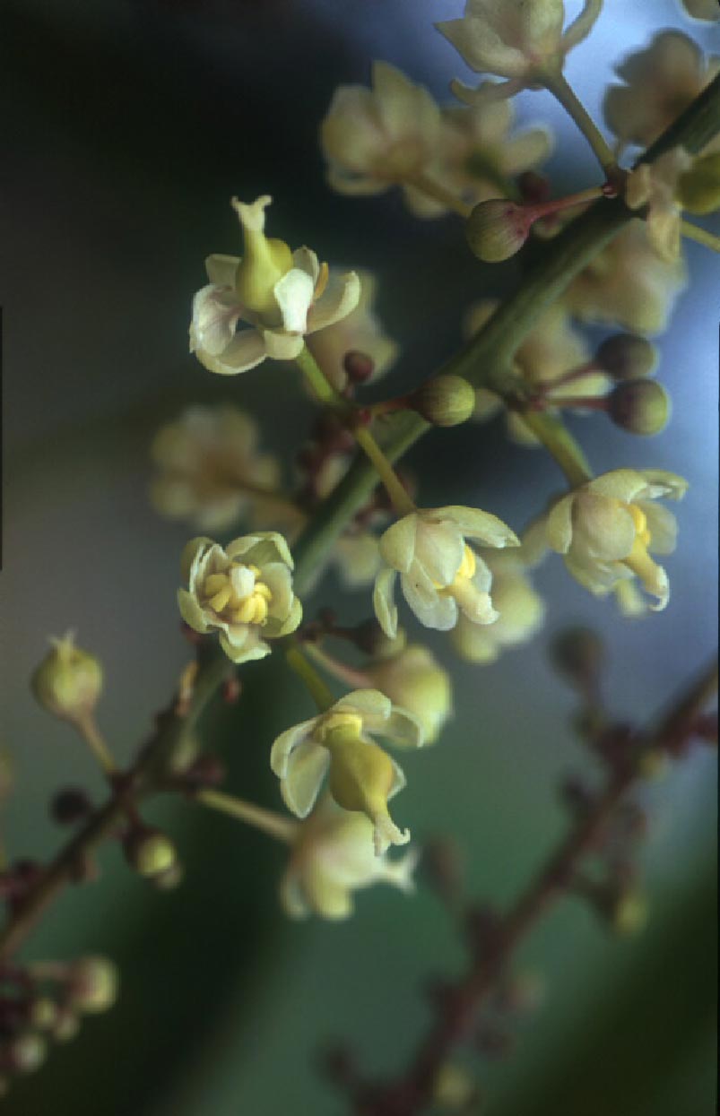 ชำมะเลียง Lepisanthes fruticosa (Roxb.)Leenh.<br/>SAPINDACEAE