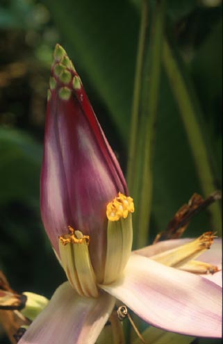 กล้วยศรีนรา Musa gracilis Holttum<br/>MUSACEAE