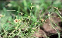 หญ้าโคมเหลือง Centranthera tranquebarica (Spreng.) Merr.<br/>SCROPHULARIACEAE