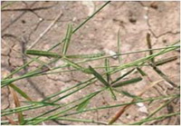 หญ้าปากควาย Dactyloctenium aegyptium (L.) P. Beauv.<br/>POACEAE (GRAMINEAE)