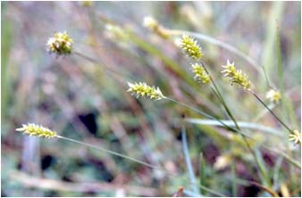 หญ้าปล้องธูป Sacciolepis indica (L.) Chase var. indica<br/>POACEAE (GRAMINEAE)