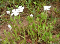 หญ้าค้อนกลอง Scolophyllum ubonensis W. Chuakul & T. Yamaz.<br/>SCROPHULARIACEAE