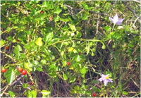 มะแว้งเครือ Solanum trilobatum L.<br/>SOLANACEAE