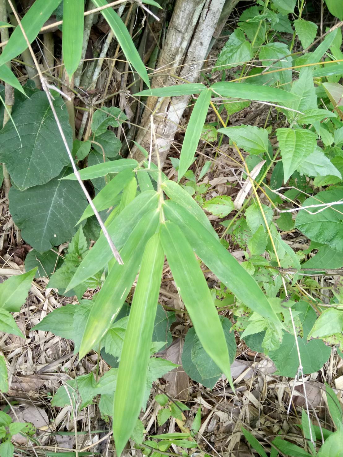 ไผ่ไร่	 Gingantochloa albociliata (Munro) Kurz<br/>Poaceae