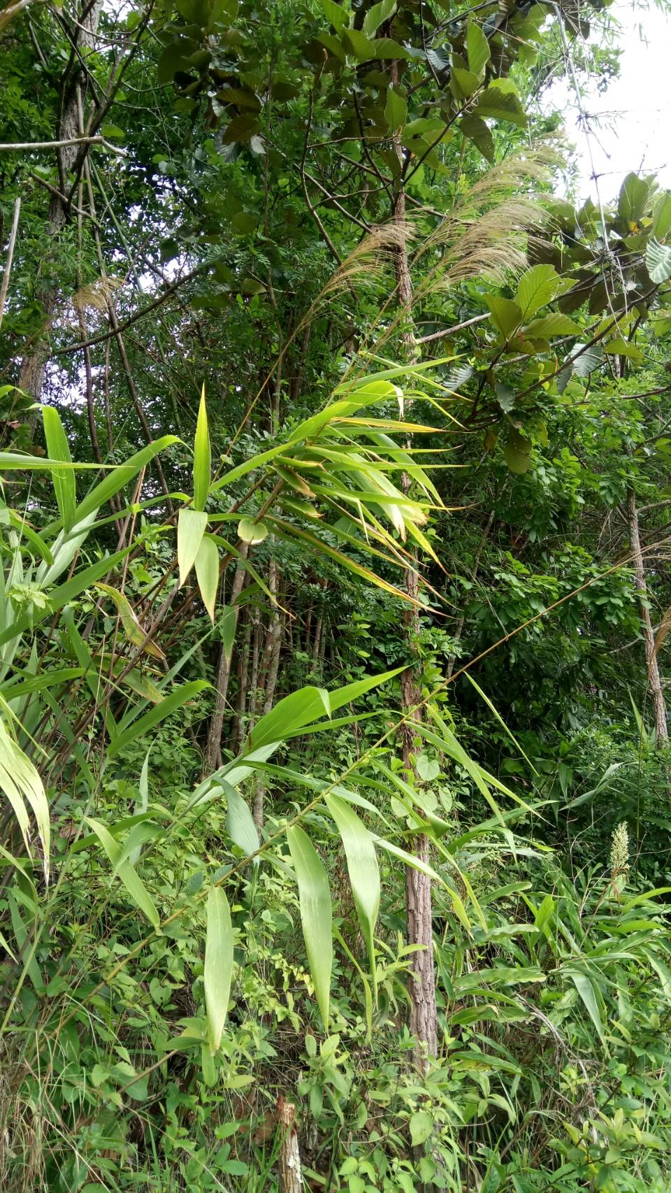 ตองกง	 Thysanolaena latifolia (Roxb.ex Hornem.) Honda<br/>Poaceae