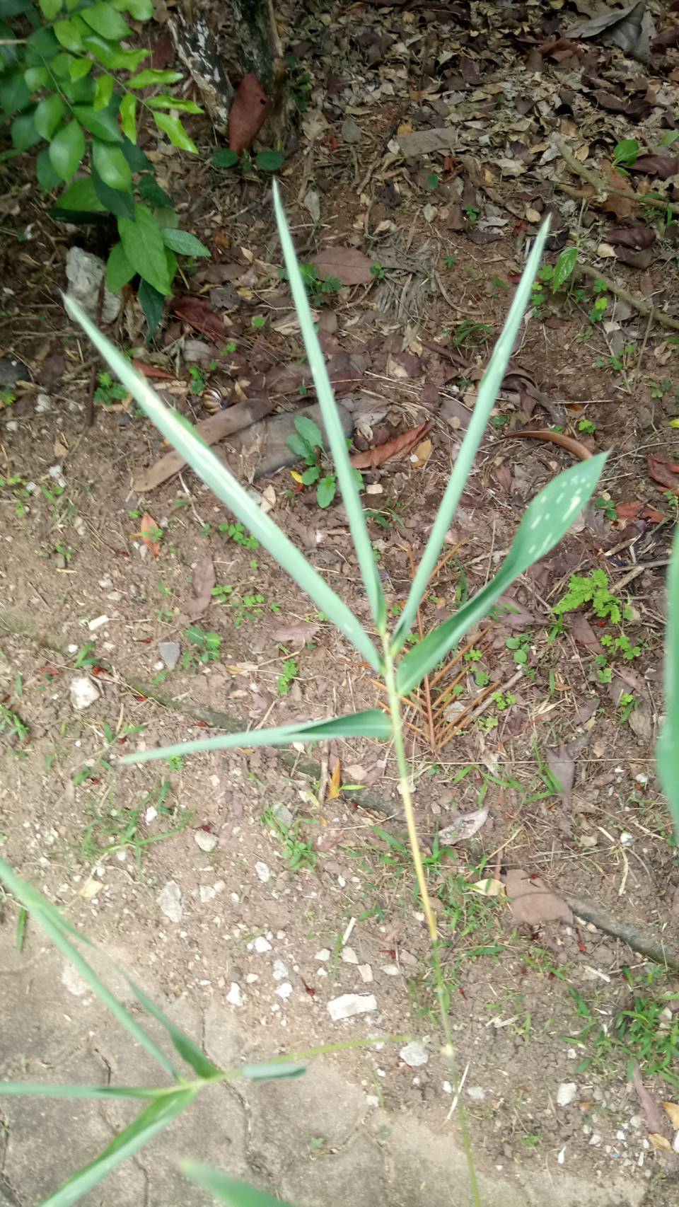 ไผ่ซาง  Dendrocalamus strictus (Roxb.) Nees<br/>Poaceae