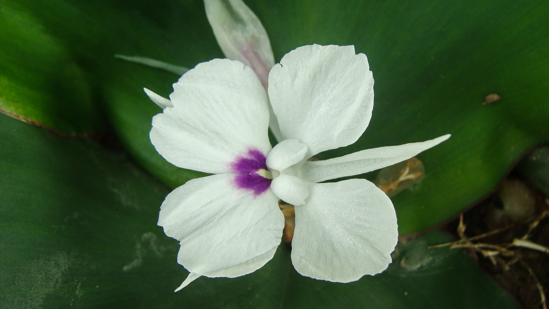 ตูบหมูบ Kaempferia marginata Carey<br/>Zingiberaceae
