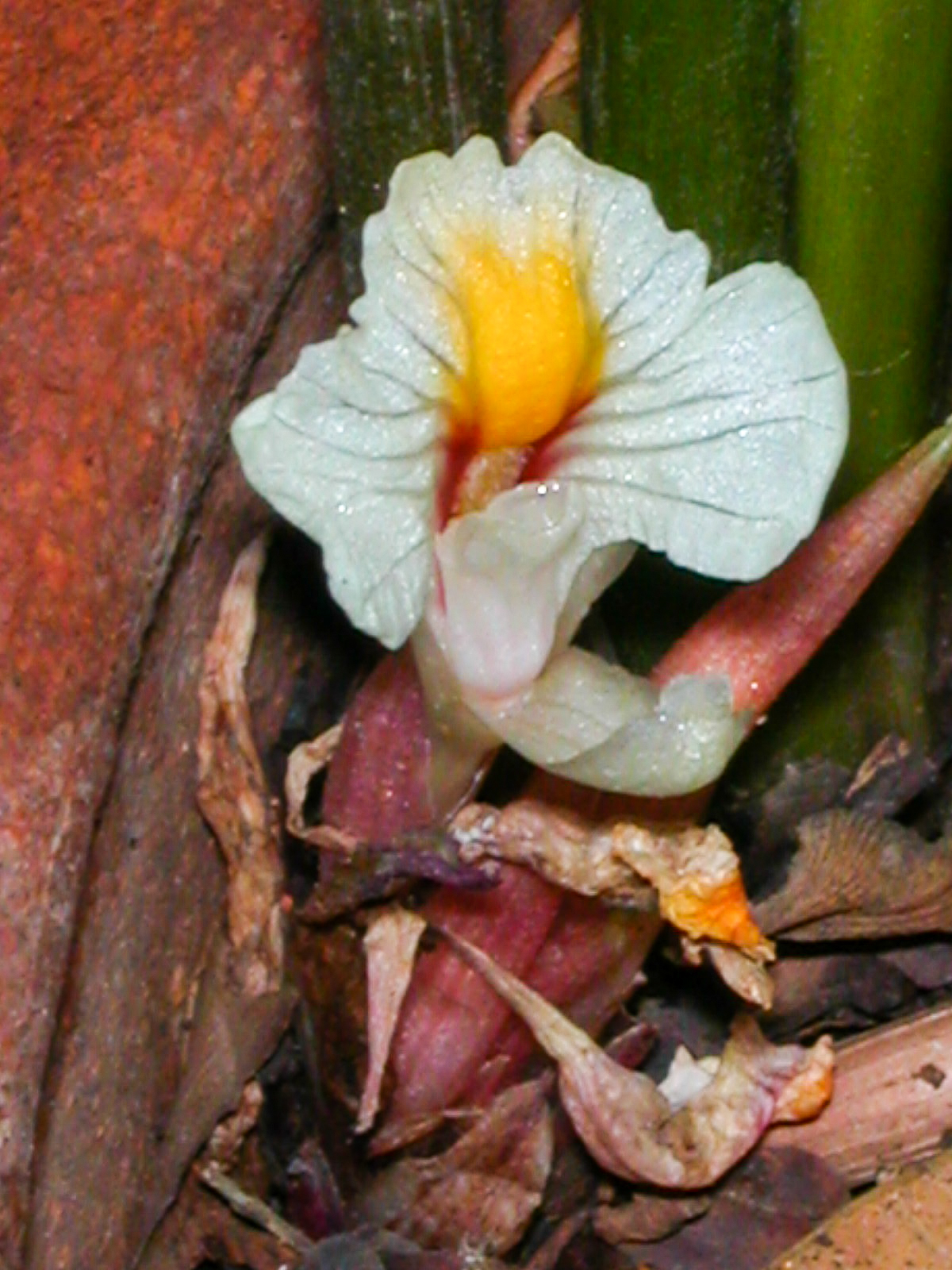 ว่านดอกทอง Elettariopsis wandokthong Picheans & Yupparach<br/>Zingiberaceae