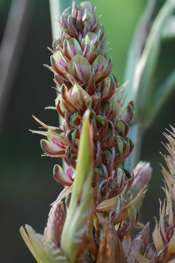 หางเสือ Flemingia stricta Roxb. ex W.T. Aiton<br/>FABACEAE (LEGUMINOSAE-PAPILIONOIDEAE)