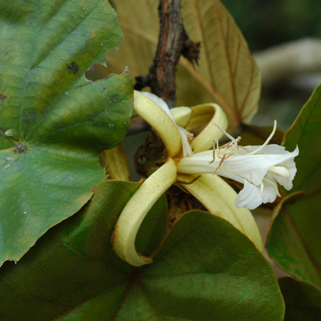 กะหนานปลิง Pterospermum acerifolium Willd.<br/>STERCULIACEAE