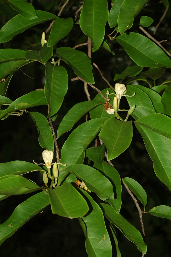 จำปีสิรินธร Magnolia sirindhorniae Noot. & Chalermglin<br/>MAGNOLIACEAE