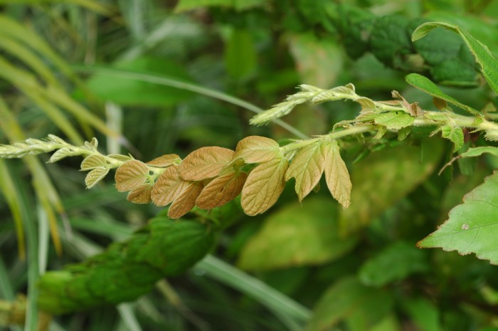 เกล็ดปลา Phyllodium longipes (Craib) Schindl<br/>FABACEAE (LEGUMINOSAE-PAPILIONOIDEAE)