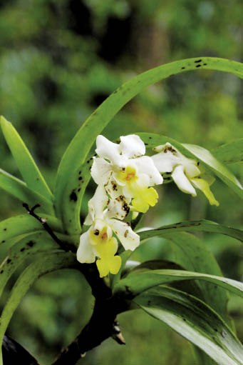เอื้องสามปอยดง Vanda denisoniana Bens. & Rchb.f.<br/>ORCHIDACEAE