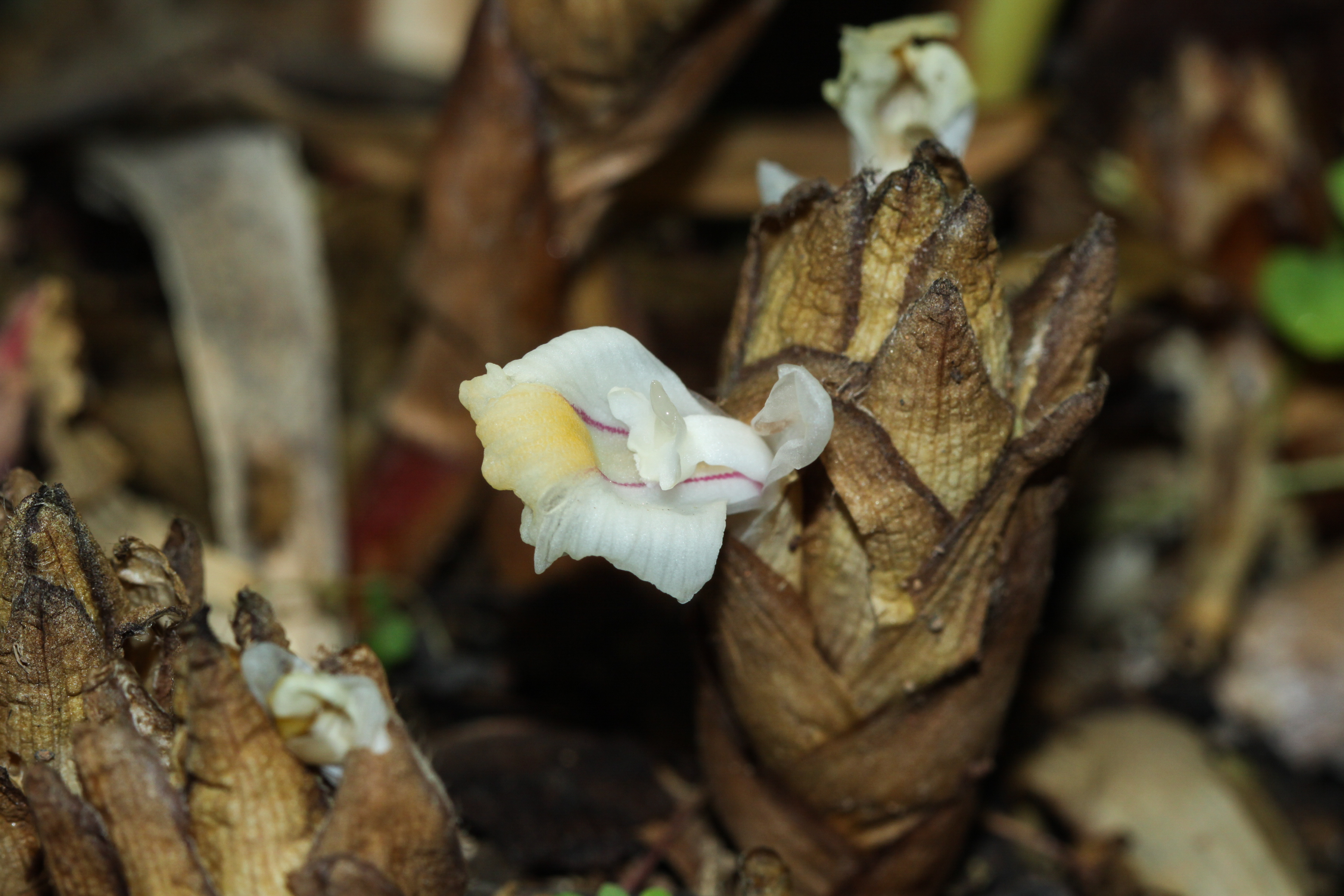 กระวาน Amomum testaceum Ridl.<br/>Zingiberaceae