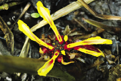 ปุดลิ้น Etlingera linguiformis (Roxb.) R.M.Sm.<br/>ZINGIBERACEAE