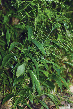 หญ้าอีเหนียว Centotheca lappacea Desv.<br/>POACEAE (GRAMINEAE)
