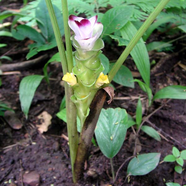 บัวชั้น  Curcuma petiolata Roxb.<br/>ZINGIBERACEAE