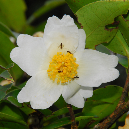 ชา Camellia sinensis   Ktze. var. assamica  Kitamura <br/>THEACEAE