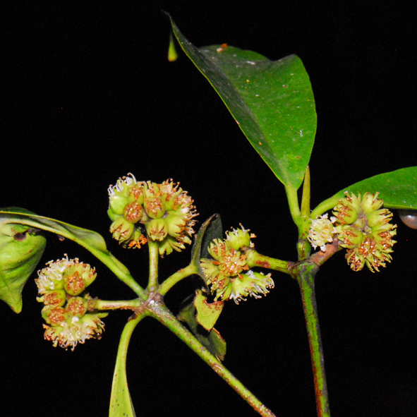 เฉียงพร้า Carallia brachiata (Lour.) Merr<br/>Rhizophoraceae