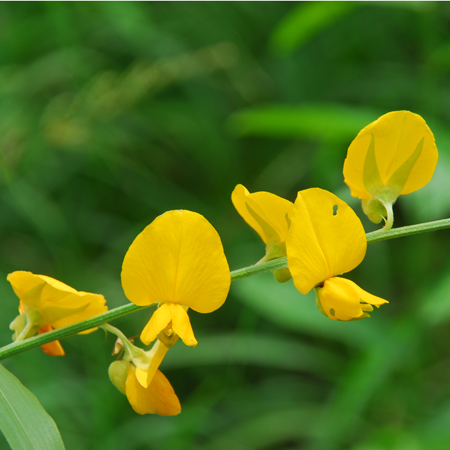 ปรเทือง Crotalaria juncea L.<br/>FABACEAE (LEGUMINOSAE-PAPILIONOIDEAE)