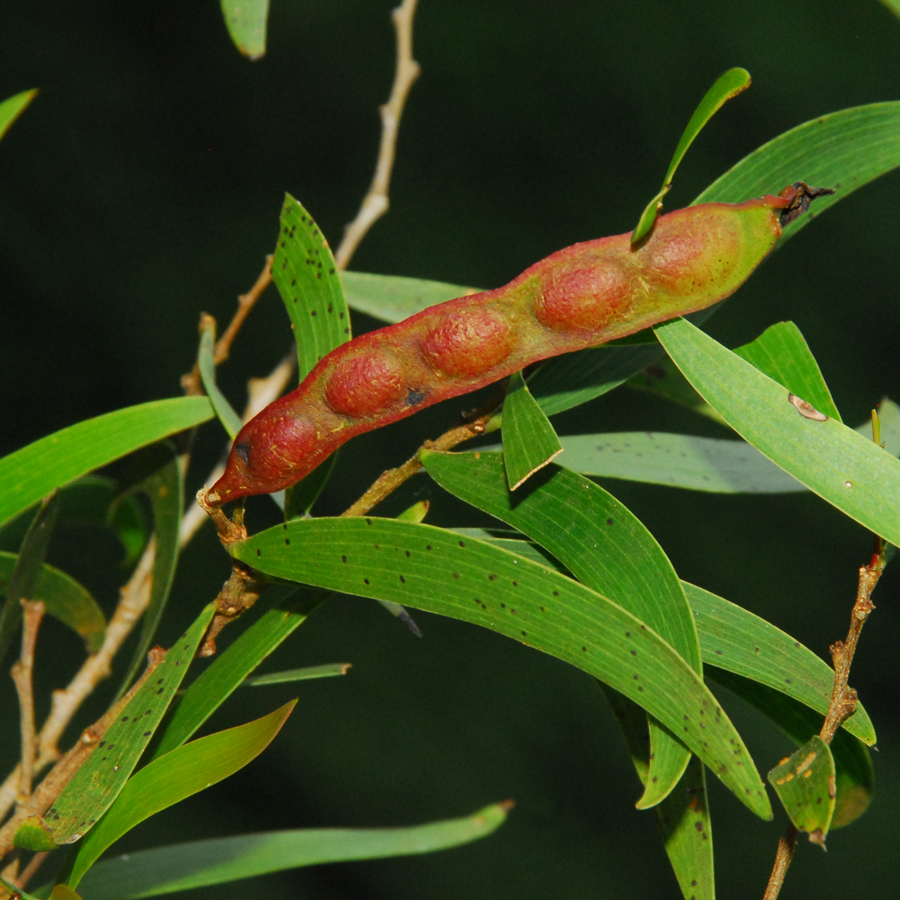 กระถินเทศ Acacia farnesiana Willd.<br/>FABACEAE (LEGUMINOSAE-MIMOSOIDEAE)
