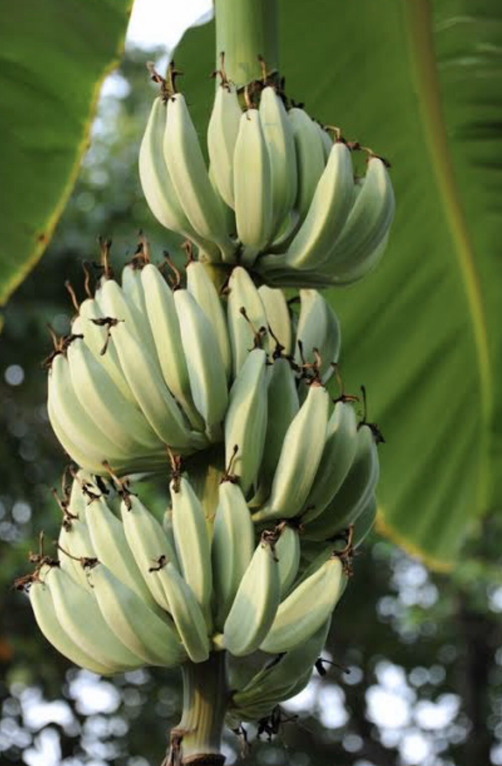 กล้วยหักมุกพม่า Musa  (ABB Group) ‘Hak Muk Phama’<br/>MUSACEAE