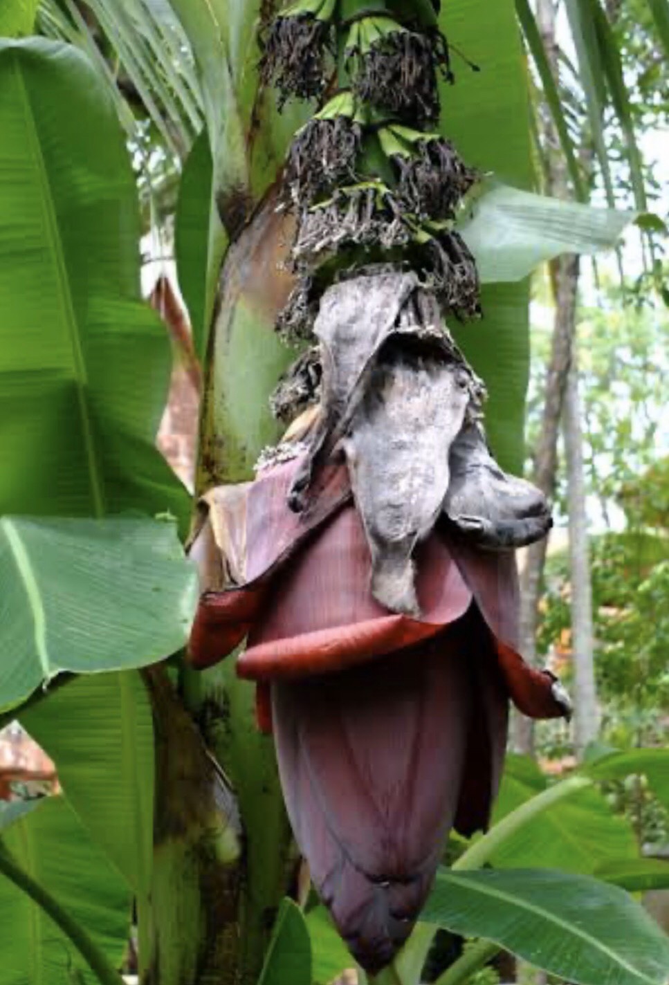 กล้วยนางพญา  Musa (ABB Group) ‘Nang Phaya’<br/>MUSACEAE