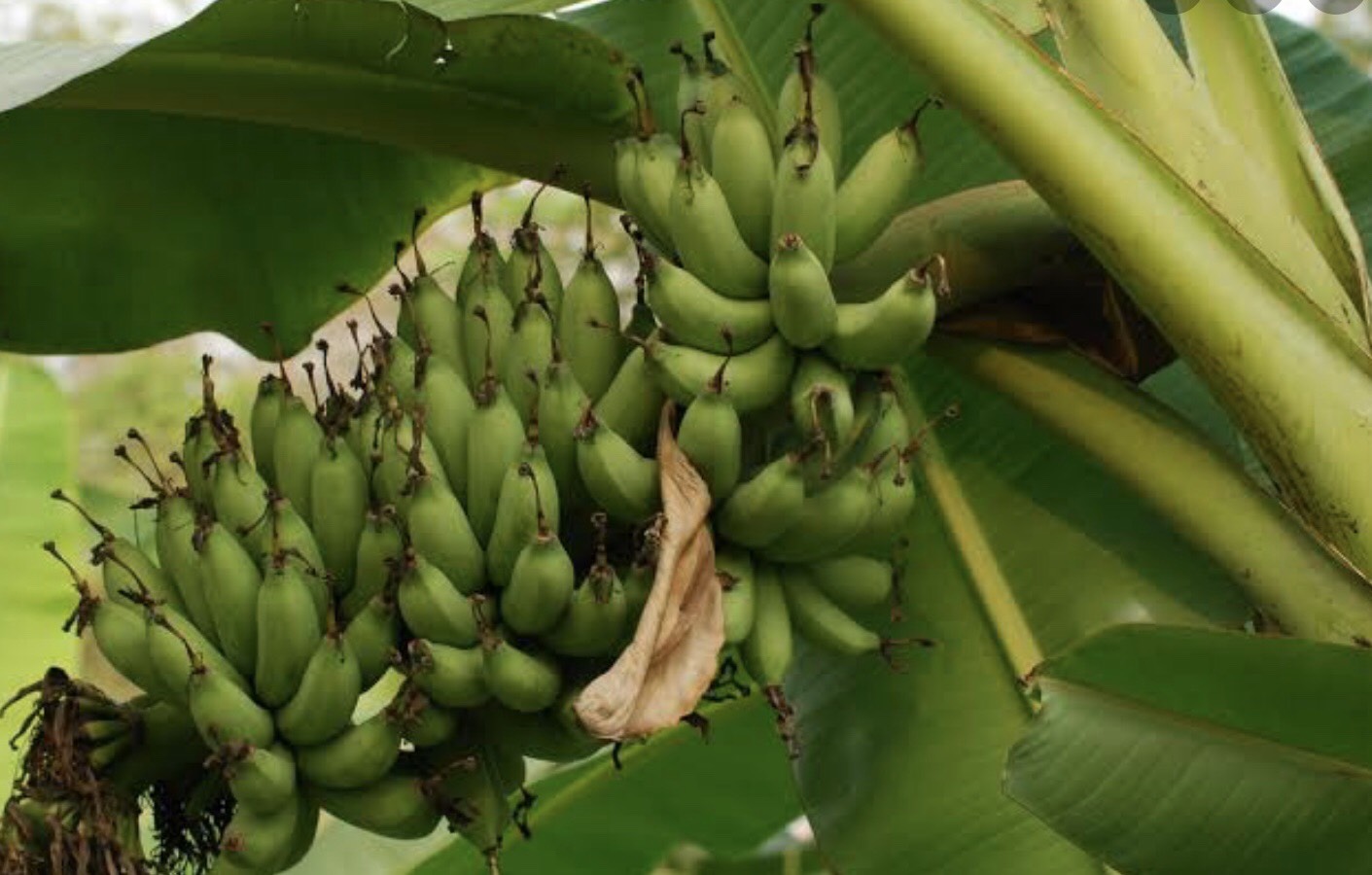 กล้วยไข่ทองเงย  Musa  (AAB Group) ‘Khai Thong Ngoei’<br/>MUSACEAE