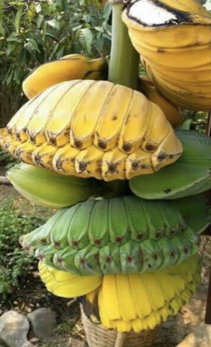 กล้วยเทพพนม Musa  (ABB  Group) ‘Thep Panom’<br/>MUSACEAE