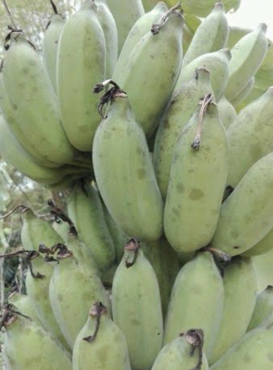 กล้วยน้ำว้ามะลิอ่อง Musa  (ABB  Group) ‘Namwa Mali Ong’<br/>MUSACEAE