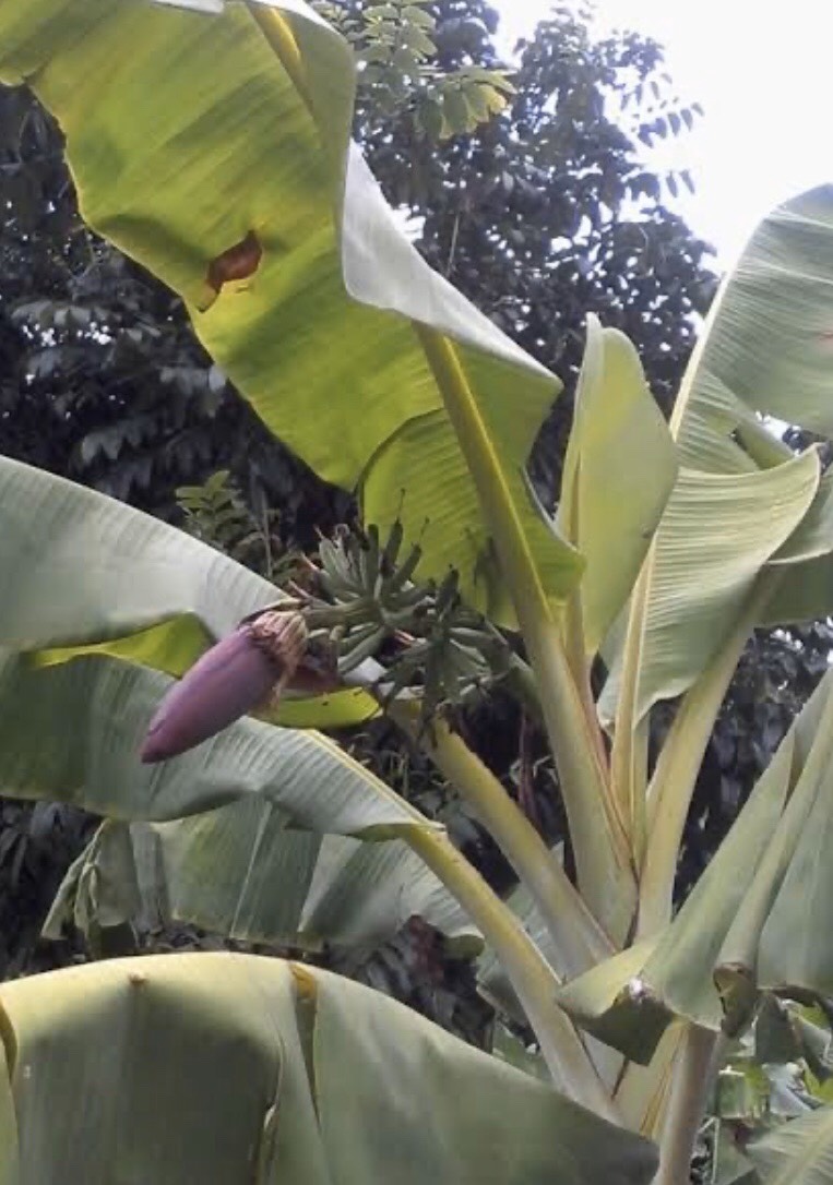 กล้วยปิซังแอมเปียง Musa  (AA  Group) ‘Pisang Ampiang’<br/>MUSACEAE